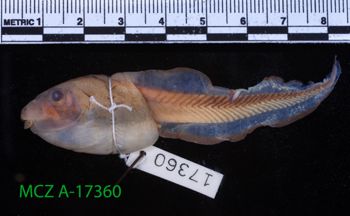 Media type: image;   Herpetology A-17360 Description: Specimen photo;  Aspect: whole body lateral